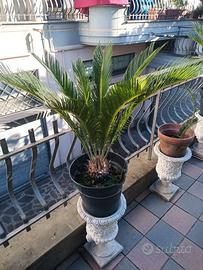 Pianta cycas