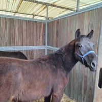 Puledri pony Esperia