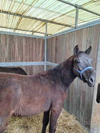 Puledri pony Esperia