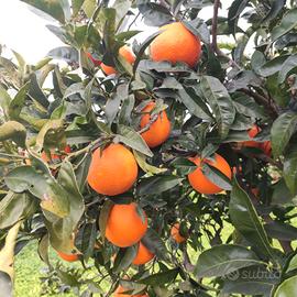  Arance Bio certificate -in blocco 