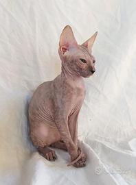 Gattini don sphynx 3m vari tipi