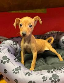 Cuccioli di pinscher