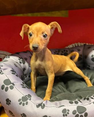 Cuccioli di pinscher