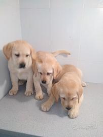 Labrador bretriever cuccioli