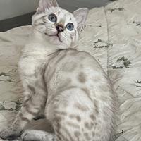 Cuccioli gatto bengala su prenotazione