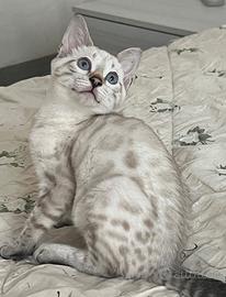 Cuccioli gatto bengala su prenotazione