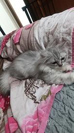 Cucciolo di gattino
