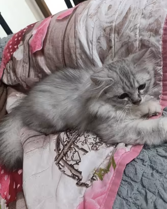 Cucciolo di gattino