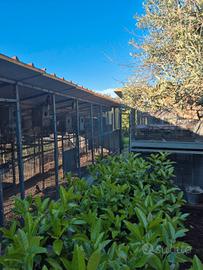 Pappagalli varie tipologie