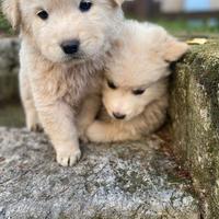 Cuccioli di maremmano disponibili