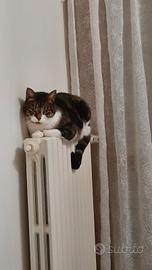 Gatto vuole una casa e una famiglia presto