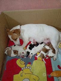 Jack russel terrier
