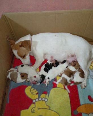 Jack russel terrier
