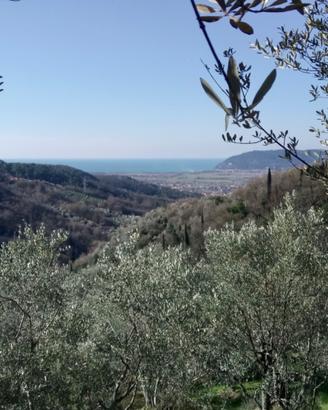 Terreno uliveto