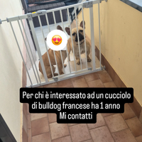 Bulldog Francese