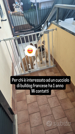 Bulldog Francese