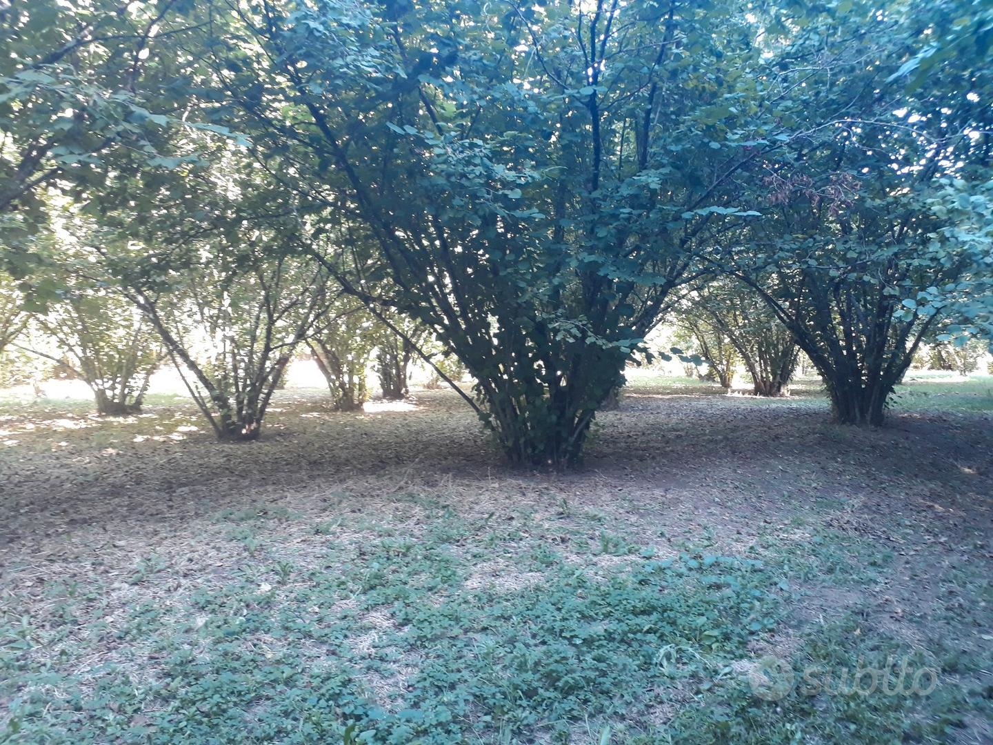 Terreno con nocciole - Vista 2