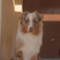 Pastore australiano Red merle