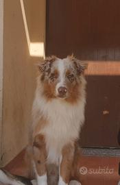 Pastore australiano Red merle