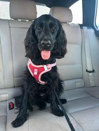 Cocker Spaniel