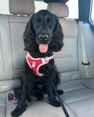 Spaniel Inglese