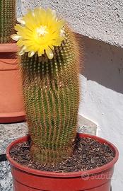 Cactus Notocactus Leninghausii