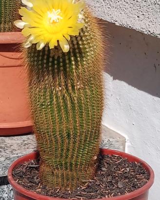 Cactus Notocactus Leninghausii