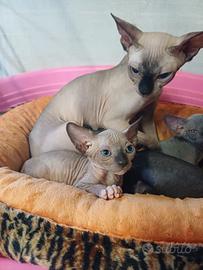 sphynx cuccioli 