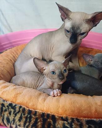 sphynx cuccioli 