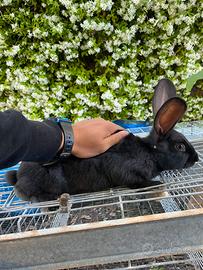 Conigli razza grande