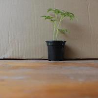 piantini di pomodori 