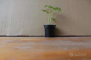 piantini di pomodori 