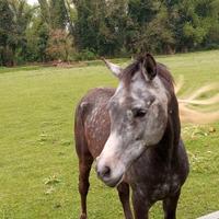 Cavallo arabo
