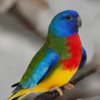 Pappagallo neophema splendida