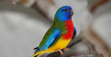 Pappagallo neophema splendida