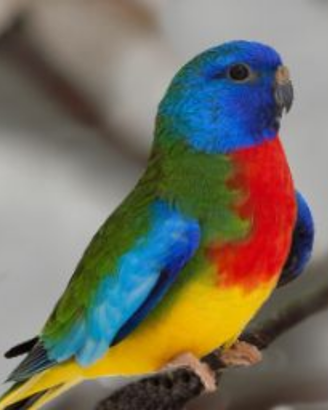 Pappagallo neophema splendida