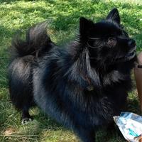 Spitz per accoppiamento