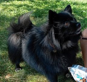 Spitz per accoppiamento