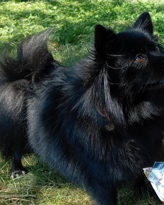 Spitz per accoppiamento