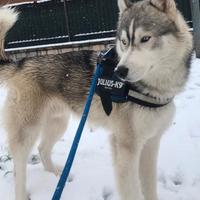 Disponibile husky per monta