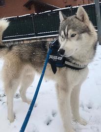 Disponibile husky per monta