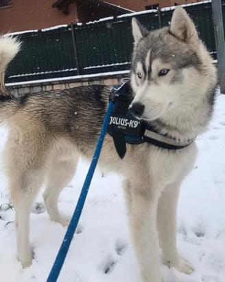 Disponibile husky per monta