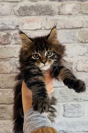 Cuccioli Maine coon con pedigree