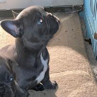 Bulldog francese