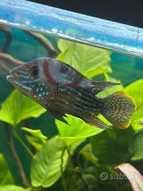 Andinoacara rivulatus (green terror)