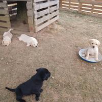 Cucciolo Labrador