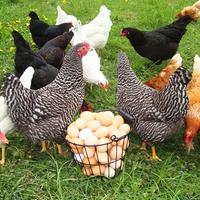 Galline ovaiole rosse nere bianche blu