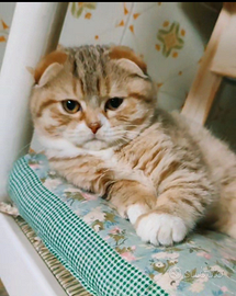 Scottish Fold Golden