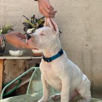 Cuccioli di Dogo Argentino