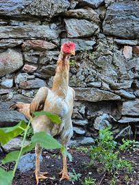 Pulcini shamo x marans